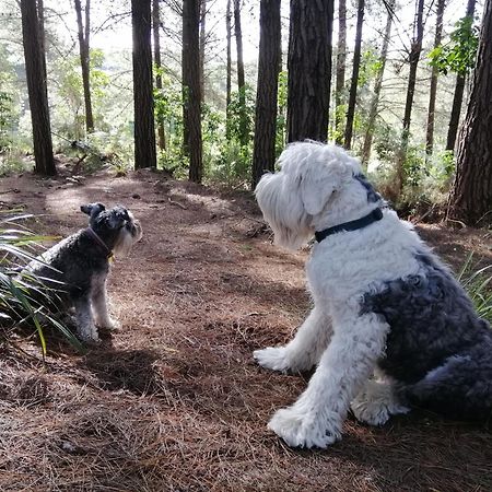 Beech Hill - Pet Friendly Holiday Home Tasman Exteriör bild