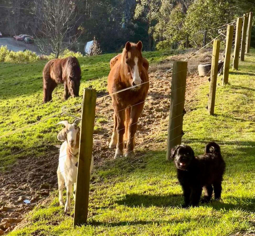 Beech Hill - Pet Friendly Holiday Home Tasman Exteriör bild